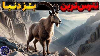 بز کوهی، حیوانی که به جاذبه اعتقادی ندارد