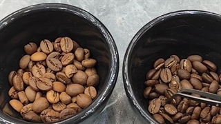 معرفی قهوه عربیکا و ربوستا