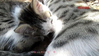 شیر دادن حنا خانم، گربه‌ی من به بچه‌ی نازش