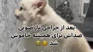 " جراحی تار صوتی " لال کردن حیوانات خانگی