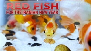 ماهی قرمز عید نوروز    Persian New Year red fish