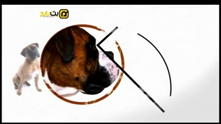 سگ افغان هاند (Afghan Hound) | معرفی جامع و کامل