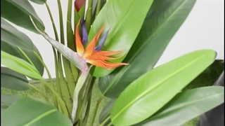 درختچه مصنوعی استرزیا گلدار ۱.۶ متری با 2 گل زیبا 