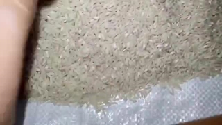 کالر سورت برنج (لیزری)-*شرکت اریانا تک-- سورت مستر-09212881063-09188282876