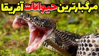 حیوانات وحشی آفریقا - مرگبارترین حیوانات آفریقا - حیوانات وحشی دوبله فارسی