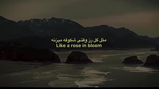 Like a rose in bloom